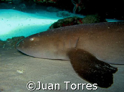 Nurse shark at Mayagüez, PR.  Notice the little fish (Not... by Juan Torres 